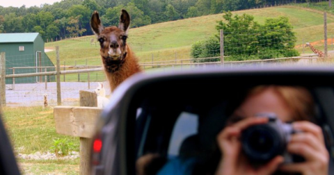 There's A Diner Next To A Safari Park In Virginia, Making For A Fun-Filled Family Outing