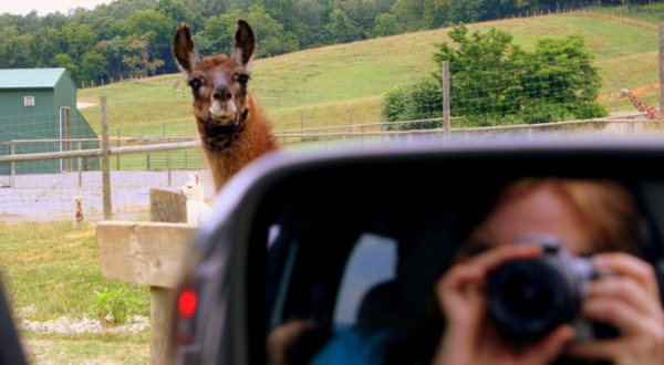 There’s A Diner Next To A Safari Park In Virginia, Making For A Fun-Filled Family Outing