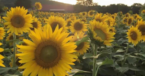This 40-Acre U-Pick Sunflower Farm Near Nashville Is The Perfect Way To Spend An Afternoon