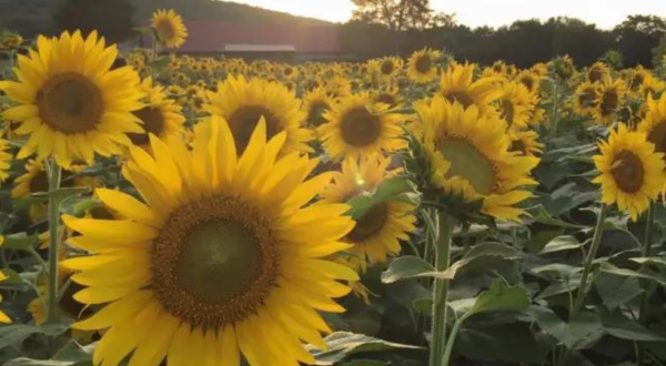 This 40-Acre U-Pick Sunflower Farm Near Nashville Is The Perfect Way To Spend An Afternoon