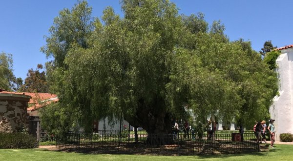 Southern California’s San Luis Rey Pepper Tree Is One Of The Oldest Living Things In America
