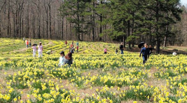 Head To The Top Of This Flower-Covered Mountain To Celebrate Arkansas’ Daffodil Festival