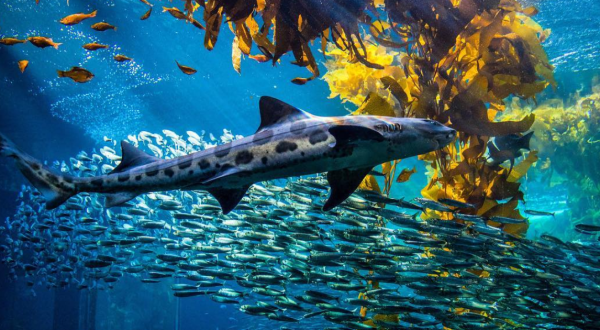 The Monterey Bay Aquarium In Northern California Offers Free Livestreams Of Sharks, Jellyfish, And More