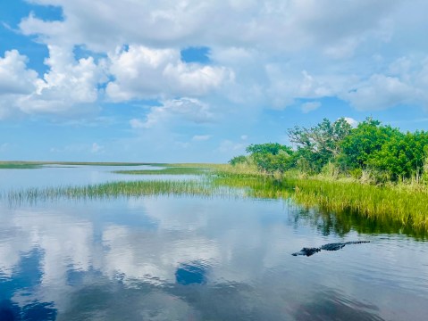 See Alligators In The Wild On An Everglades Airboat Tour With Sawgrass Recreation Park In Florida