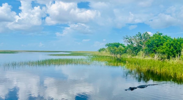 See Alligators In The Wild On An Everglades Airboat Tour With Sawgrass Recreation Park In Florida