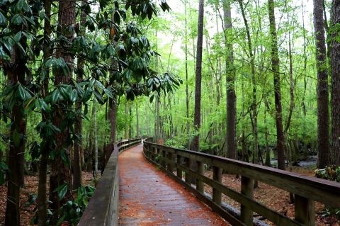 7 Of The Greatest Hiking Trails In Georgia For Beginners