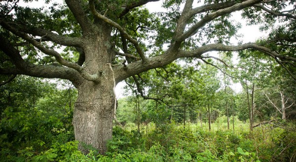 Indiana’s Oldest Tree Was One Of The Oldest Living Things In The Midwest