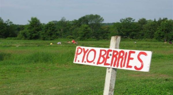 You’ll Have Loads Of Fun At These 19 Pick-Your-Own Fruit Farms In Vermont