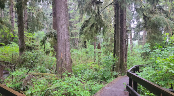 Climb Tree Root Stairs And Ogle Magnificent Old-Growth Giants On This Fairy Tale Trail In Astoria, Oregon