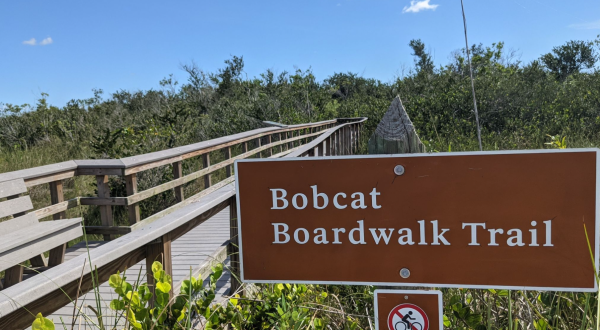 Take A Boardwalk Trail Through Marshlands Of The Everglades In Florida
