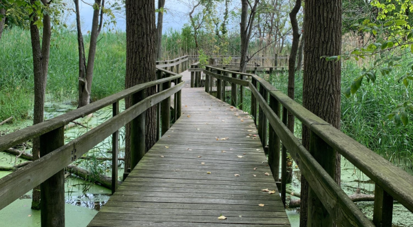 Take A Boardwalk Trail Through The Wetlands Of Maumee Bay State Park In Ohio