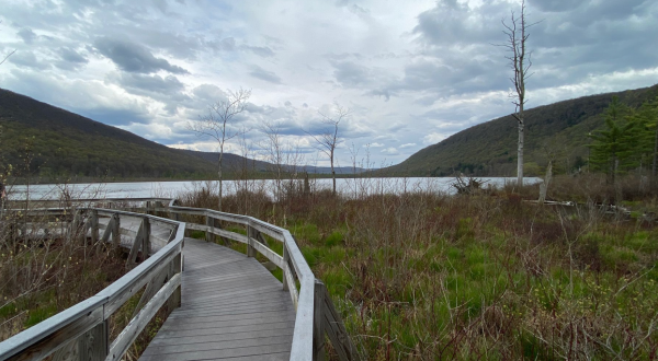 Take A Boardwalk Trail Through The Woods Of Labrador Hollow Unique Area In New York