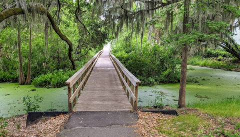 Take A Boardwalk Trail Through The Wetlands Of The Lowcountry In South Carolina