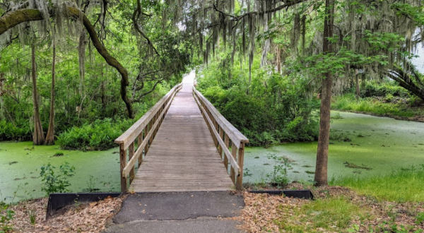 Take A Boardwalk Trail Through The Wetlands Of The Lowcountry In South Carolina