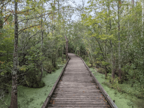 Take A Boardwalk Trail Through A Cypress Swamp In The Wetlands Of North Carolina