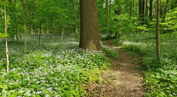 Hike This Ancient Forest In Indiana That’s Home To Centuries-Old Trees