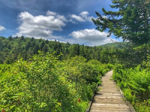 Take A Boardwalk Trail Through The Boreal Bogs Of Cranberry Glades Botanical Area In West Virginia