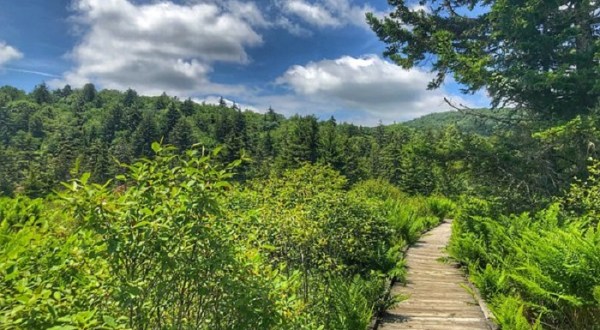 Take A Boardwalk Trail Through The Boreal Bogs Of Cranberry Glades Botanical Area In West Virginia
