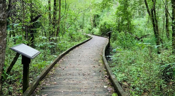 Take A Boardwalk Trail Through The Wetlands At The Ebenezer Swamp Ecological Preserve In Alabama