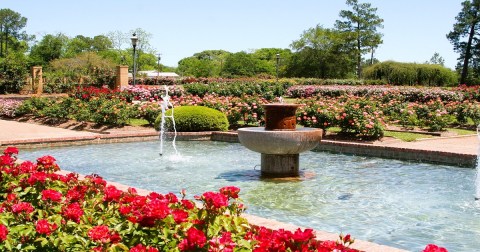 There Are Over 200 Different Kinds Of Roses In This One Texas Flower Garden