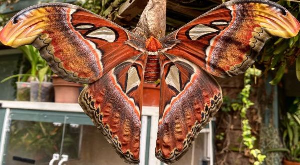 Magic Wings Of Massachusetts Is Home To The State’s Largest Butterfly House And Gardens