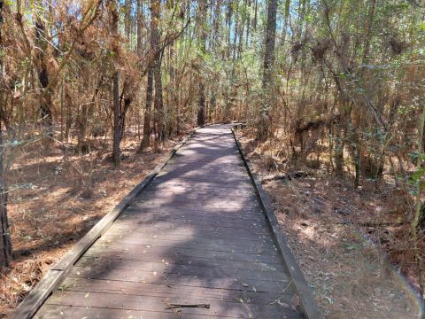 Take A Boardwalk Trail Through The Forests Of Lake Livingston State Park In Texas
