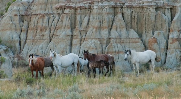 The Magical Place In North Dakota Where You Can View A Wild Horse Herd