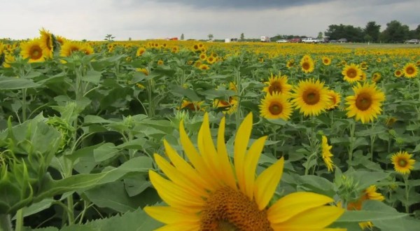 You Must Visit This Epic Sunflower Field In Maryland As Soon As Possible