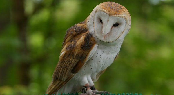 Play With Owls At Cascades Raptor Center, Then Explore The Ridgeline Trail In Oregon