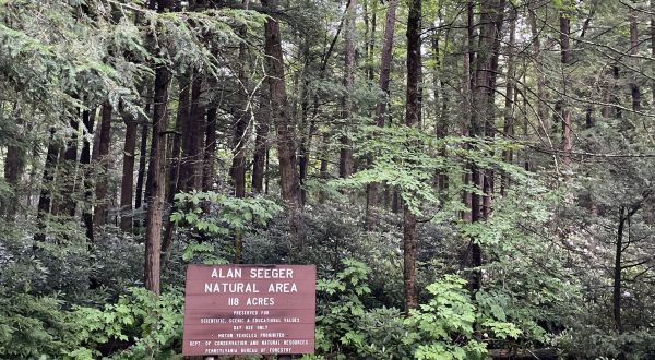 Stroll Over Footbridges And Marvel At Magnificent Old-Growth Giants On This Fairytale Trail In Pennsylvania