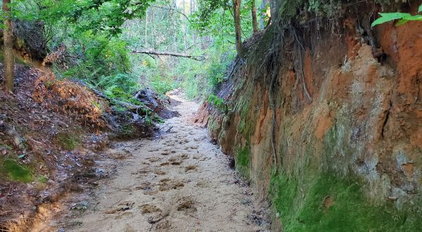 This Canyon Trail In Louisiana’s Kisatchie National Forest Looks Like Something From Another Planet