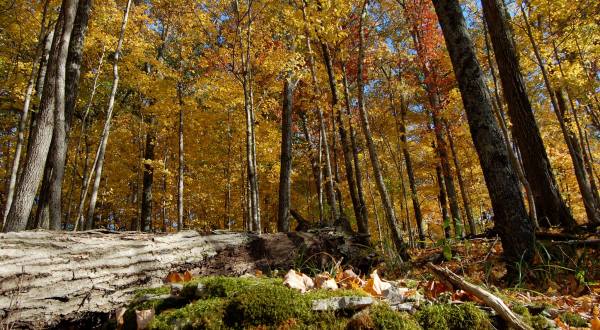View The Best Fall Foliage In Kentucky At This Little-Known Nature Preserve