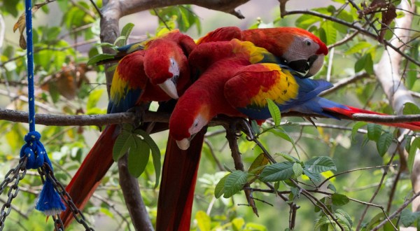The Largest Parrot Sanctuary In The Northeast Is In Rhode Island, And It’s Magical