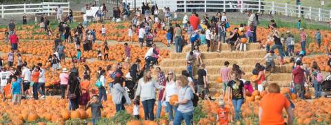 If There's One Fall Festival You Attend In Southern California, Make It The Cal Poly Pomona Pumpkin Festival
