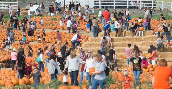 If There’s One Fall Festival You Attend In Southern California, Make It The Cal Poly Pomona Pumpkin Festival