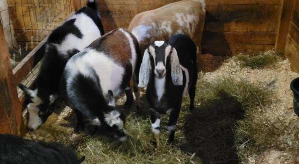 Play With Goats At Fellinlove Farm, Then Explore The Stu Visser Trails In Michigan