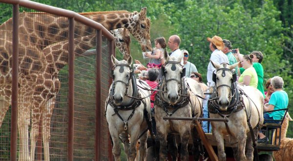 There’s A Farm Right Near A Zoo In North Carolina, Making For A Fun-Filled Family Outing