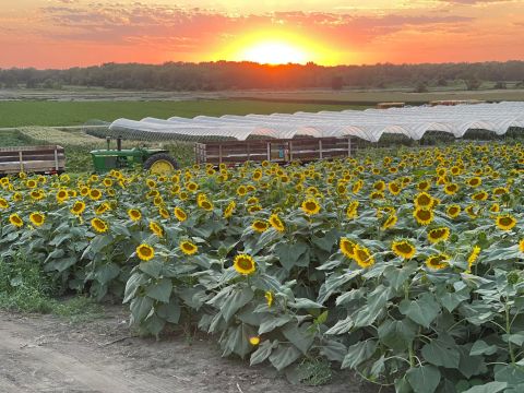 Visit the 12-Acre U-Pick Sunflower Field At Nelson's Produce In Nebraska
