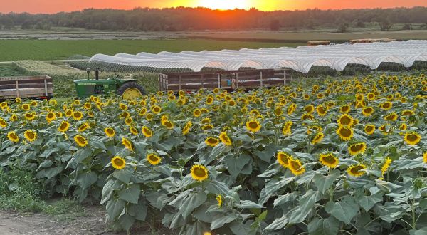 Visit the 12-Acre U-Pick Sunflower Field At Nelson’s Produce In Nebraska