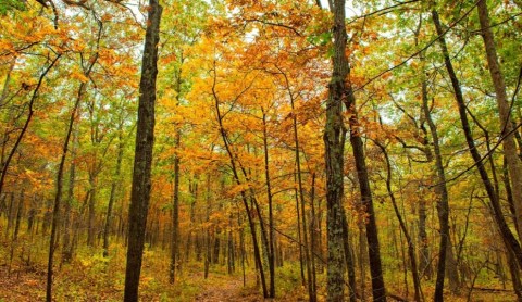 The Fall Foliage At These 7 State Parks In Missouri Never Fails To Enchant