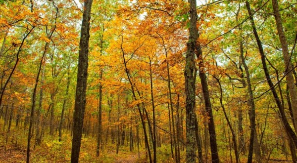 The Fall Foliage At These 7 State Parks In Missouri Never Fails To Enchant