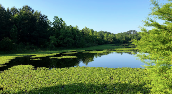 This Picturesque Park Is An Undiscovered Oasis Just Outside Baton Rouge, Louisiana