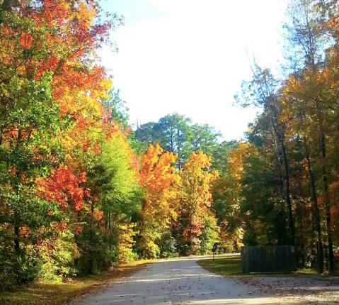 The Fall Foliage At These 5 State Parks In Louisiana Never Fails To Enchant