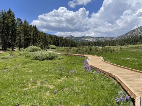 Take A Boardwalk Trail Through The Meadows Of Humboldt-Toiyabe National Forest In Nevada