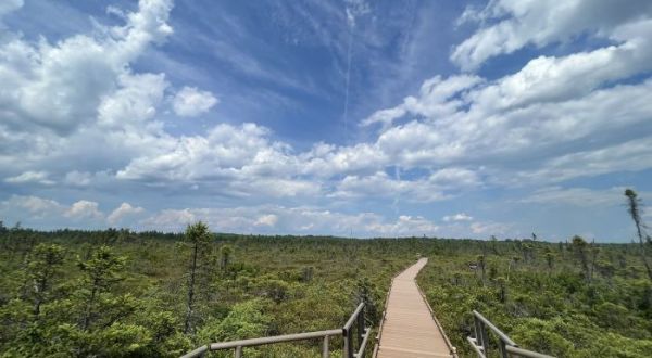 Take A Boardwalk Trail Through The Wetlands Of The Bangor City Forest In Maine