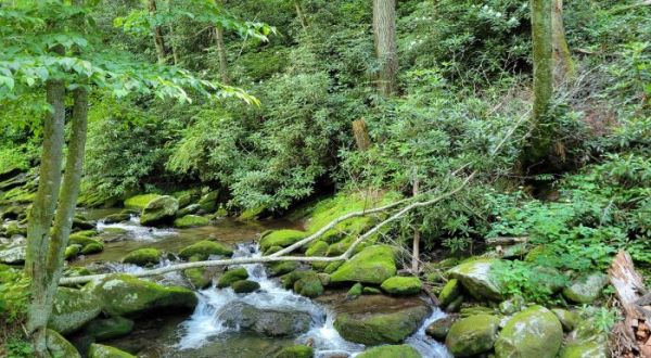 Take A Driving Trail Past Some Of The Prettiest Scenery In Tennessee On The Roaring Fork Motor Nature Trail