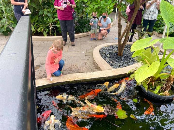 Child in an orange shirt feeds koi fish at a Feed the Fish event at the Buffalo and Erie County Botanical Gardens in New York