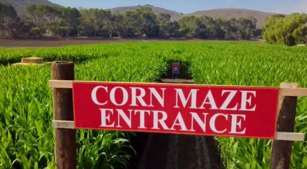 Get Lost In These 6 Awesome Corn Mazes In Southern California This Fall