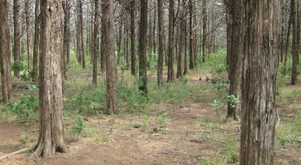 The Haunted Parallel Forest In Oklahoma Is Not For The Faint Of Heart