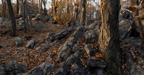 The Story Behind Virginia's Haunted Forest Will Chill You To The Bone